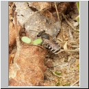 Andrena ovatula sp - Sandbiene w01 9mm.jpg